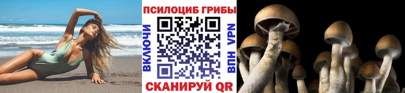 нарко площадка официальный сайт  Новоульяновск  Псилоцибиновые грибы Psilocybe  наркошоп 